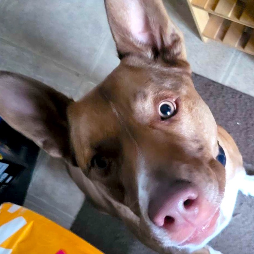 Meet your Posher, Aislinn